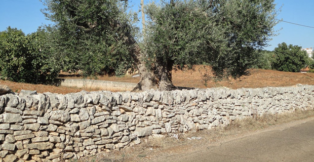  La tecnica dei muri a secco pugliese (in Puglia la disposizione, il tipo di finitura e la dimensione delle pietre varia addirittura da zona a zona).